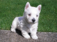 Westhighlandský biely teriér - šteniatko